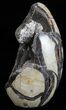Polished Septarian Geode Sculpture - Black Crystals #55009-2